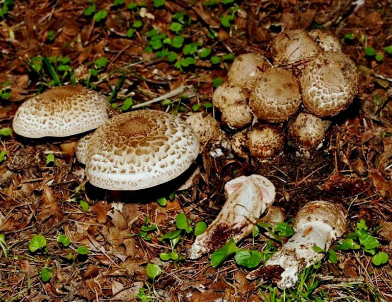 Agaricus a crescita cespitosa